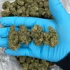 MODIFIED GRAPES (MG) – 450$
