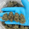 RAINBOW SHERBET 11 (RS11) – 500$
